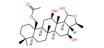 Lendenfeldarane H